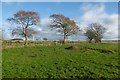 Wind sculpted trees near Linnhead