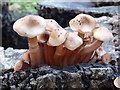 Fungus on an old tree stump