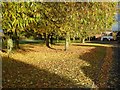 Autumn  trees