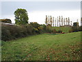 Poplar trees on the edge of Wappenham