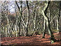 Crowell Hill Wood