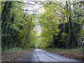 Lane through woodland