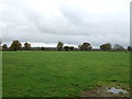 Grazing off Bickerton Road