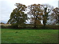 Grazing, Egerton Green