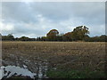 Stubble field, Larden Green