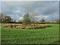 Grazing and pond, Gradeley Green