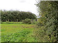 Hedge-side path near Cinderford