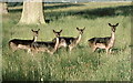 ST8083 : Fallow Deer, Badminton, Gloucestershire 1987 by Ray Bird