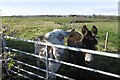 Donkeys, Wardlaw