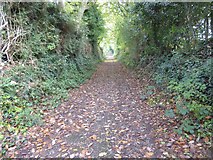 SX9295 : Bridleway in Pennsylvania, Exeter by David Smith