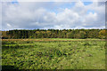 Rough grazing by Standeford Green