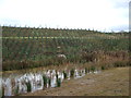 Pond and landscaping