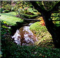 Reflections on a Coughton brook