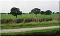 Farmland with trees, west of Park Farm