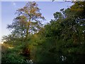 Along the Broadmead Cut in November