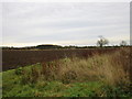 SK9386 : View towards a plantation near Fillingham by Jonathan Thacker