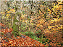 NH7258 : Fairy Glen in autumn by Julian Paren