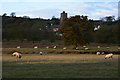 Dunsford : Grassy Field & Sheep