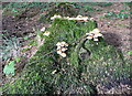 SN5614 : Toadstools on a dead tree truck, Llyn Llech Owain Country Park by Humphrey Bolton