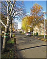 Lichfield Road: autumn leaves and a condemned tree