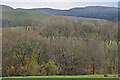 Trees by the Nant Peiran, in late autumn