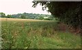 Wheat near Great Durnford