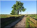 Lone Tree Heck Gill Lane