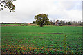 Fields of beet near Slade Heath