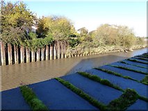 TF4609 : Overgrown river bank near Freedom Bridge, Wisbech by Richard Humphrey