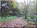 Footpath in Bradwell Woods