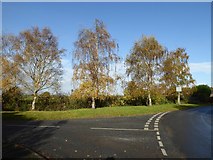 SO8742 : Silver birch trees beside a road junction by Philip Halling