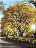 SO8742 : An oak tree in autumn colours by Philip Halling