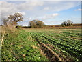 Field of oilseed rape beside Broad Gate (A57)