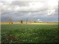 Field of oilseed rape