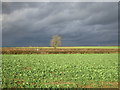 Oilseed rape and threatening sky