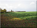 Grove Moor Farm and a field of oilseed rape