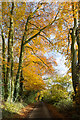 Autumn Beeches in Warley Lane