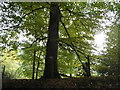 Large tree on Sheephouse Lane, Wootton