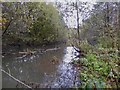 Pool near the bottom of Bradwell Woods