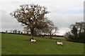 Oak tree near Colesmoor Farm