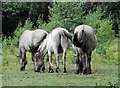 TQ7920 : Konik horses in Brede High Woods by Patrick Roper
