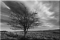 Tree. Kex Gill