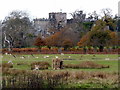 Powderham Castle