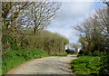 Lane east of Hardisworthy in Devon