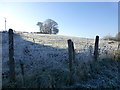 A frosty field, Letfern