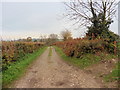 Bridleway to Sycamore