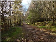 NS2984 : Path junction in Highlandman's Wood by Lairich Rig