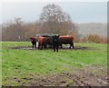 Cattle on Bewley Down