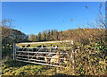 Cowlinge: noisy sheep at Erratts Farm