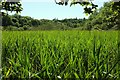 Reed beds by the Trevella Stream